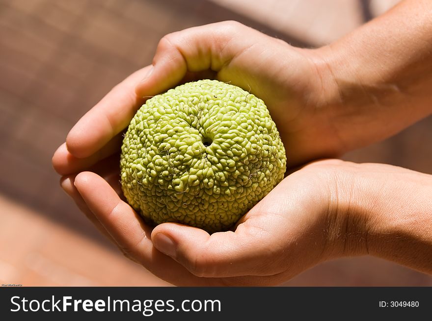 Unknown fresh fruit in hands