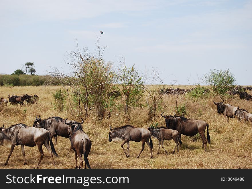 Wildebeast migration with a solitary bird on top of a branch in the Masai Mara, Kenya photo taken during safari. Wildebeast migration with a solitary bird on top of a branch in the Masai Mara, Kenya photo taken during safari