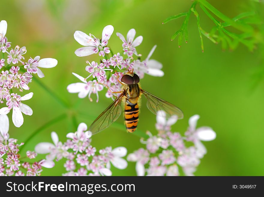 Bee on pink flowers with green blur background