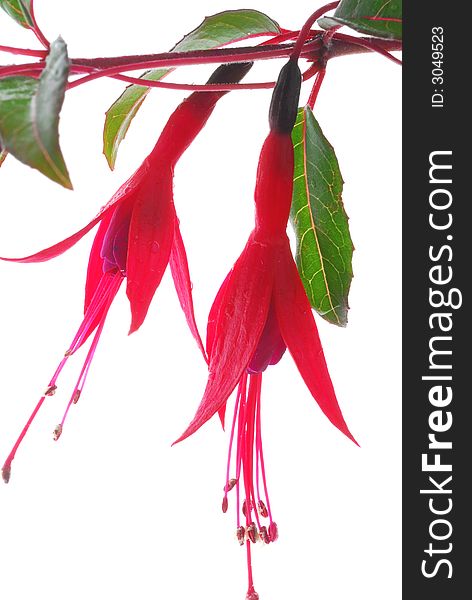 Red heart flowers against white background