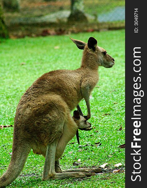 Kangaroo baring the load of her ever growing joey in the pouch