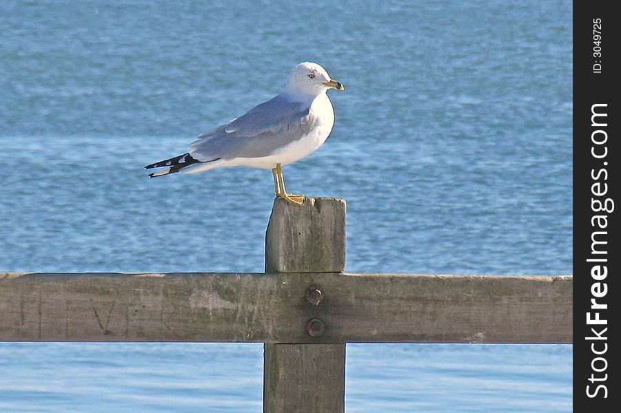 A lone seagull sitting on a fence