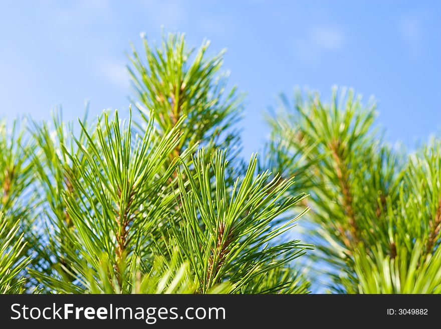 Pine-tree branches.