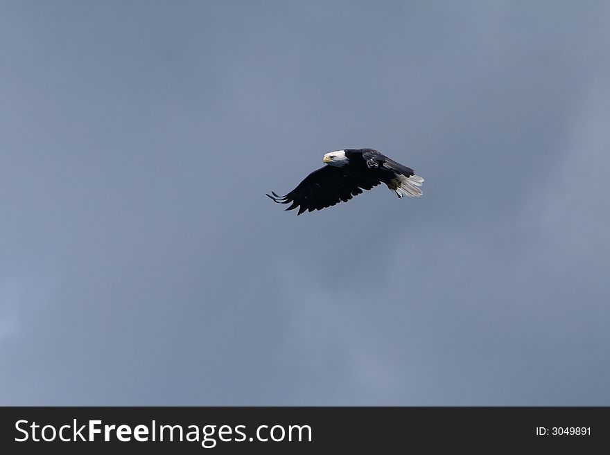 Bald Eagle soaring in the blue sky