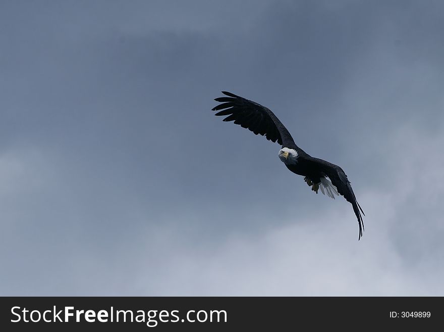 Bald Eagle soaring in the blue sky