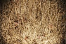 Dry Grass Background Royalty Free Stock Photos Dry Grass Background Royalty Free Stock Photos