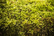 Green Moss Abstract Background Royalty Free Stock Images Green Moss Abstract Background Royalty Free Stock Images