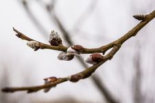 Pussy Willow Twig Blooming In Spring Stock Images Pussy Willow Twig Blooming In Spring Stock Images