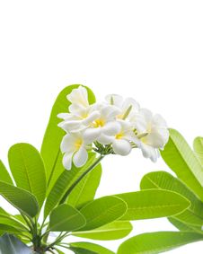 Frangipani &x28;plumeria&x29; Flowers On A Tree Stock Images Frangipani &x28;plumeria&x29; Flowers On A Tree Stock Images