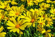 Close Up Of A Bunch Of Yellow Daisies Stock Images Close Up Of A Bunch Of Yellow Daisies Stock Images
