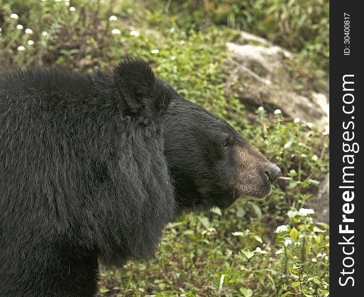 A profile of a himalayan black bear