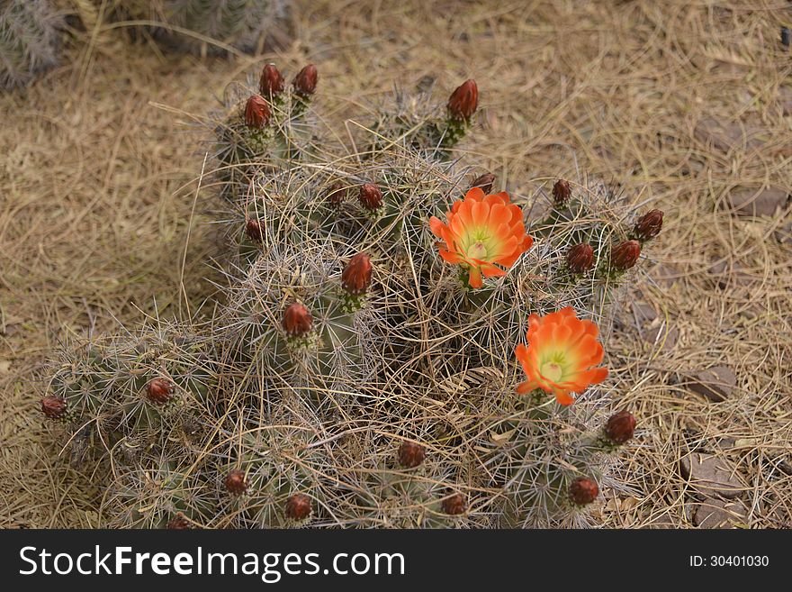 Flowering Cactus