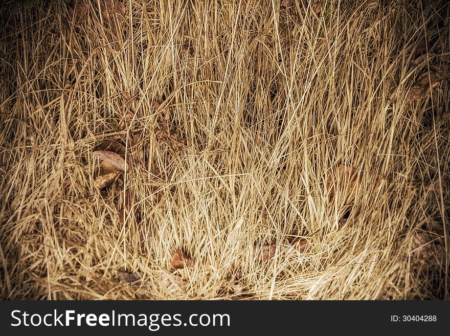 Dry grass background