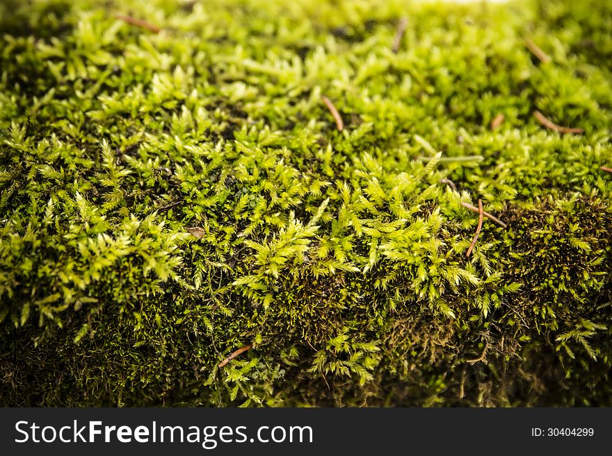 Green moss abstract background