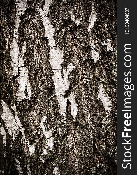 Birch Tree Bark Background