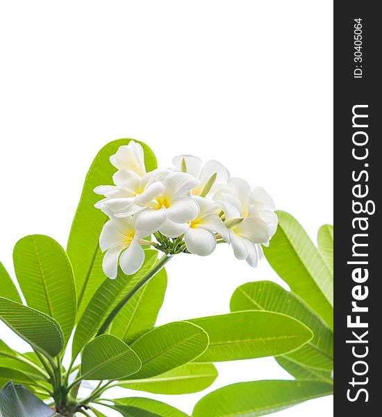 Frangipani (plumeria) flowers on a tree, isolated. Frangipani (plumeria) flowers on a tree, isolated