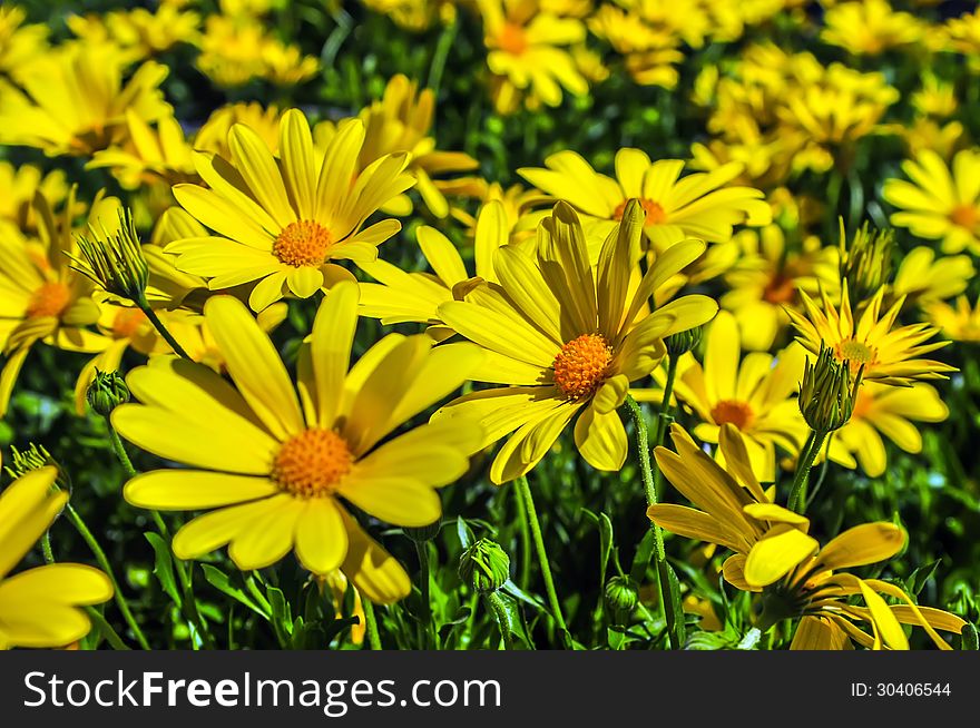 Close Up Of A Bunch Of Yellow Daisies