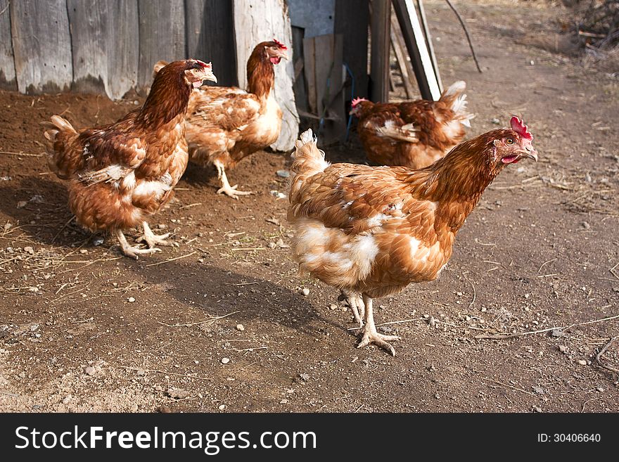 Red chicken coop around. selective focus