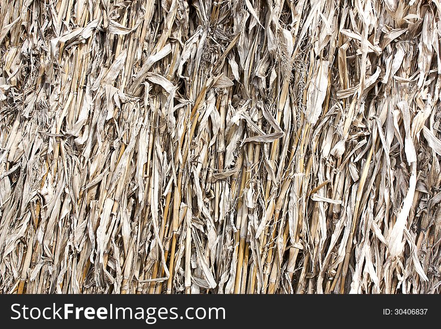 Background - dried corn stalks