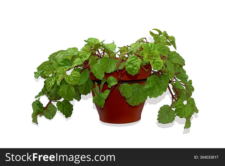 Money Plant, Plectranthus Verticillatus, in a hanging pot, isolated on white background