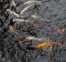 Koi Swimming Stock Image Koi Swimming Stock Image