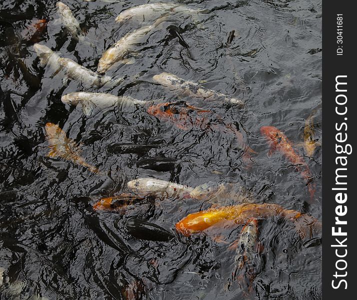 Koi Swimming Underwater and Breaking the Surface