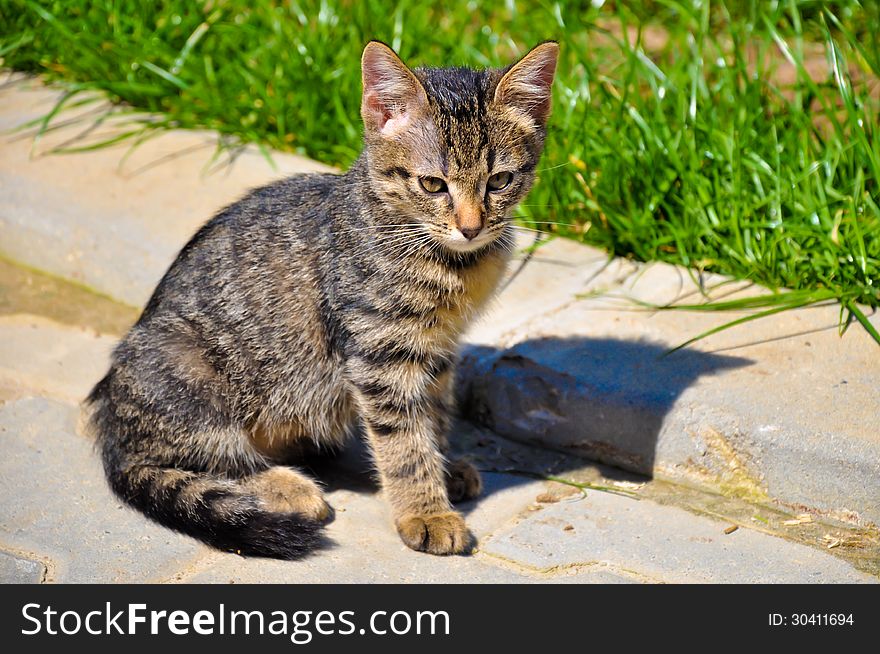 Beautiful kitty cat in the alley