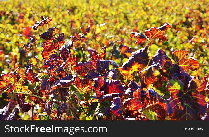 Close up of colorful wine leafs in autum sun light. Close up of colorful wine leafs in autum sun light