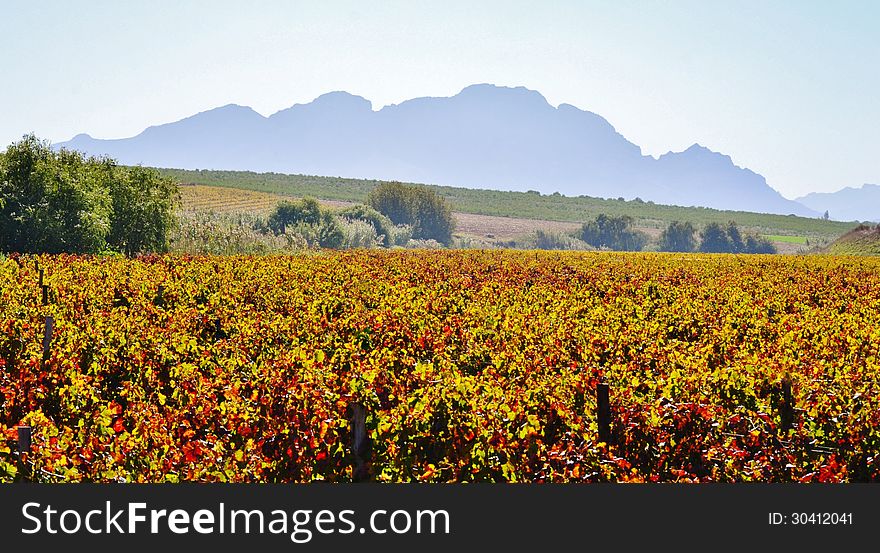 Landscape with colorful wine field in autum sun light. Landscape with colorful wine field in autum sun light