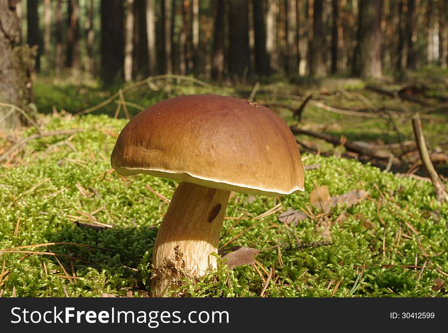 The photograph shows the fungus, boletus noble during the growing season in the forest - in its natural habitat. The photograph shows the fungus, boletus noble during the growing season in the forest - in its natural habitat.