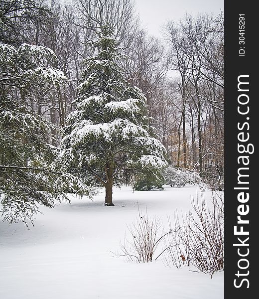 A snow covered pine tree after a freshly fallen snow in this Central New Jersey woodland. A snow covered pine tree after a freshly fallen snow in this Central New Jersey woodland.