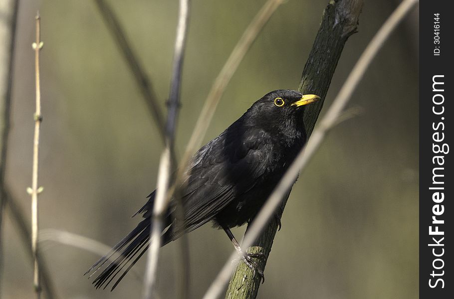 Black bird, reaching branches of a bush