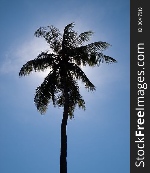 Black silhouette of a coconut tree. Black silhouette of a coconut tree