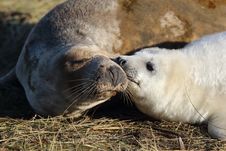 Seal Kisses Royalty Free Stock Photo