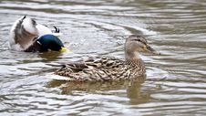 Mallard Ducks Royalty Free Stock Image Mallard Ducks Royalty Free Stock Image