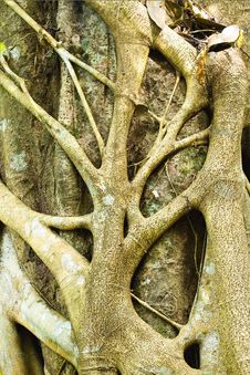 Tree Roots In The Forest Royalty Free Stock Photos Tree Roots In The Forest Royalty Free Stock Photos