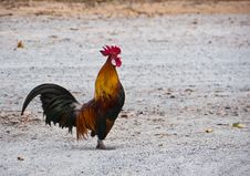 Cock Crow Stock Image Cock Crow Stock Image