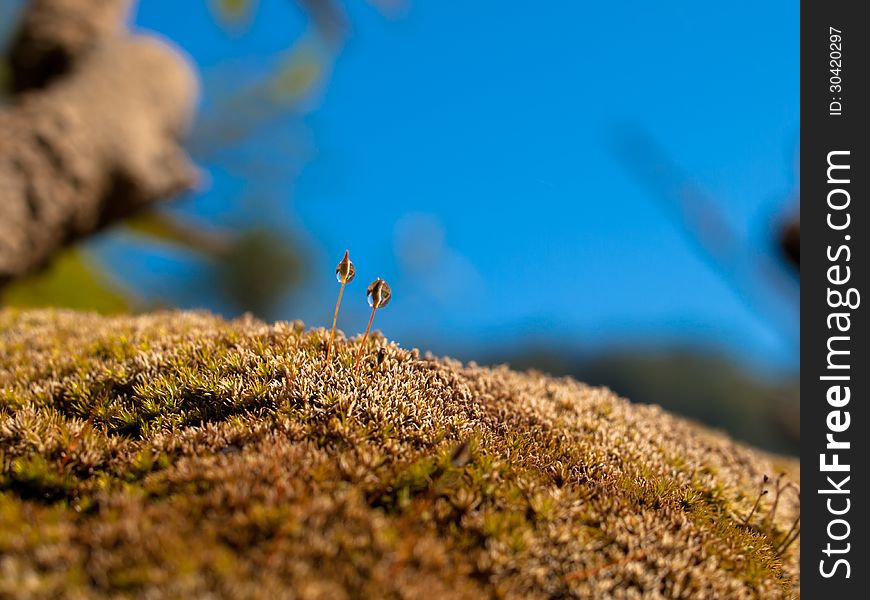 Close up water drop on moss. Close up water drop on moss