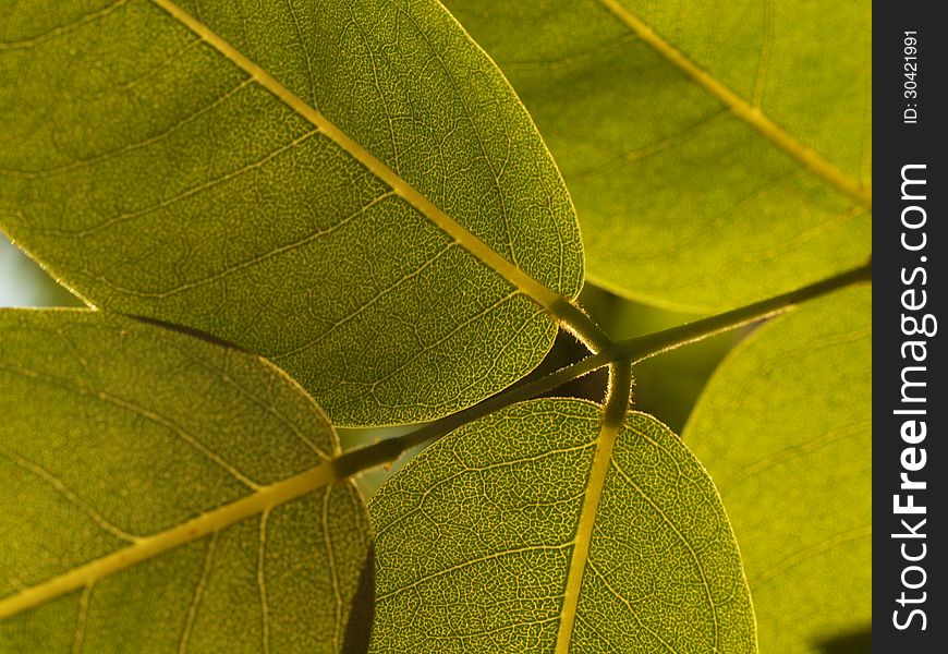 Beautiful green spring leaf in our park. Beautiful green spring leaf in our park