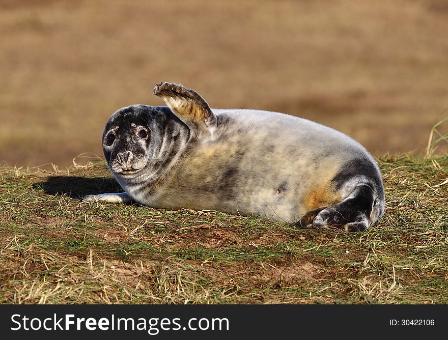 Grey seal on the beach in united kingdrom