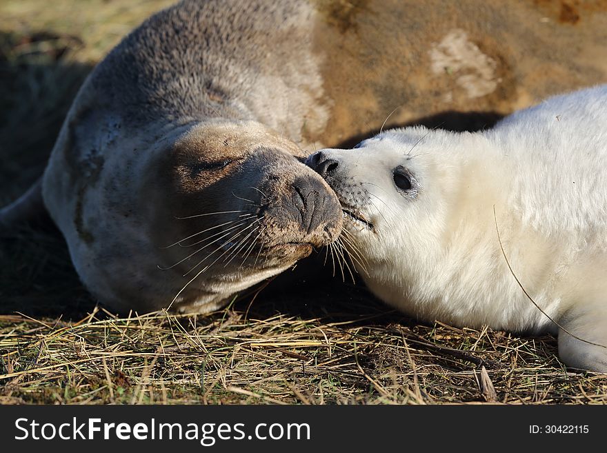 Seal kisses on the beach