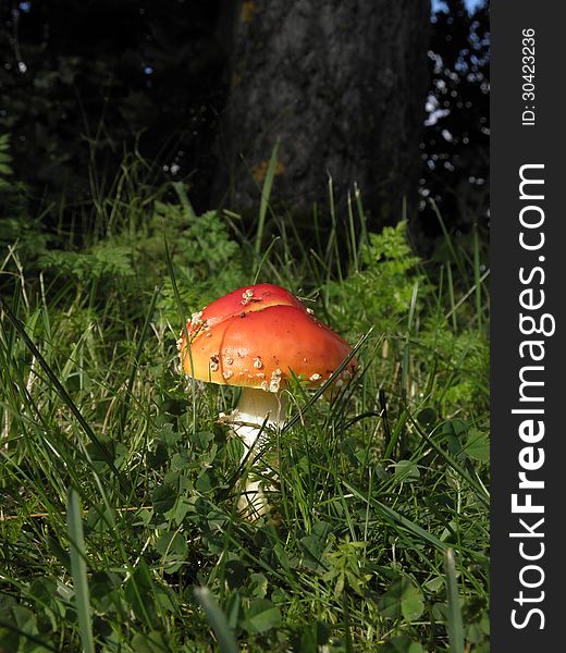 Toxic Mushrooms - Amanita Muscaria