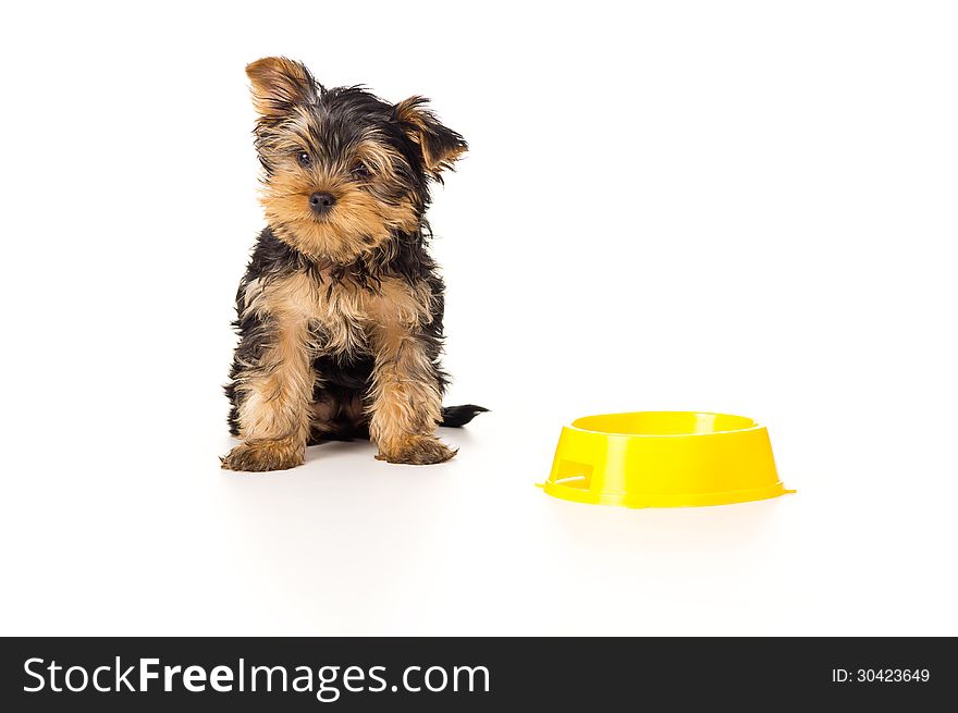 Puppy yorkshire terrier with a bowl of food on a white background