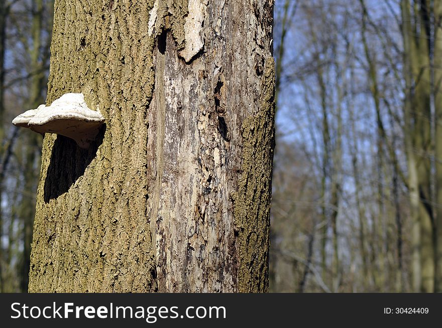 Closeup detail of a tree mushroom