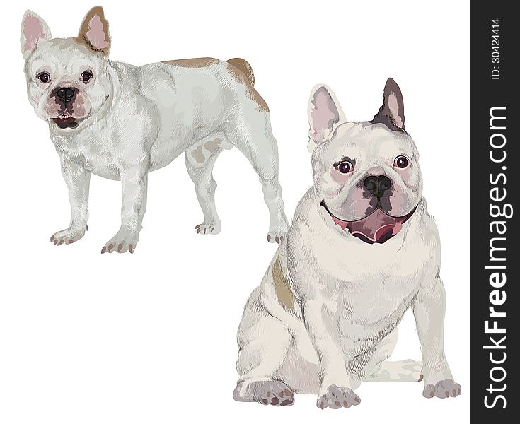 Two Images Of White French Bulldog