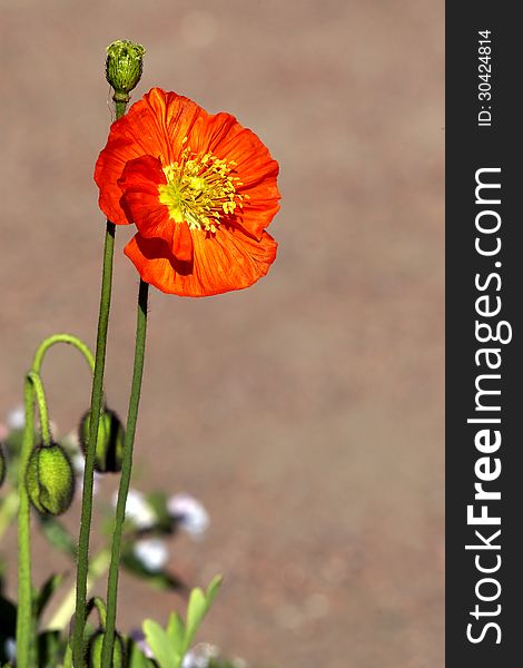 Red poppy little bush flower