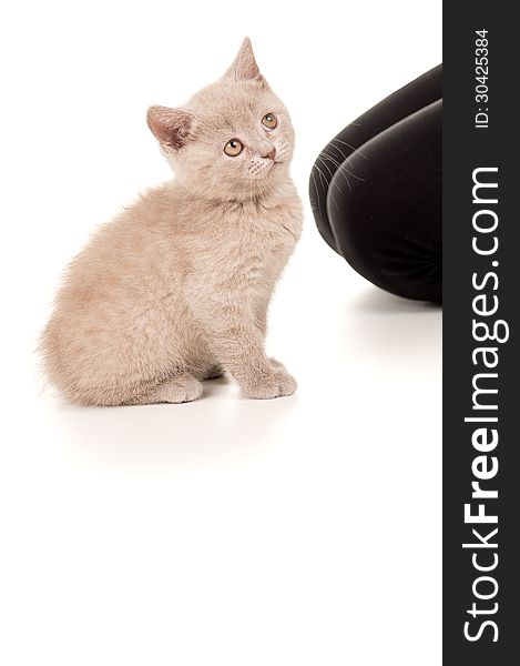 British kitten sitting and looking up