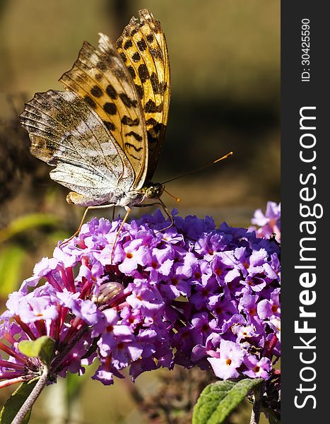 Butterfly on flower