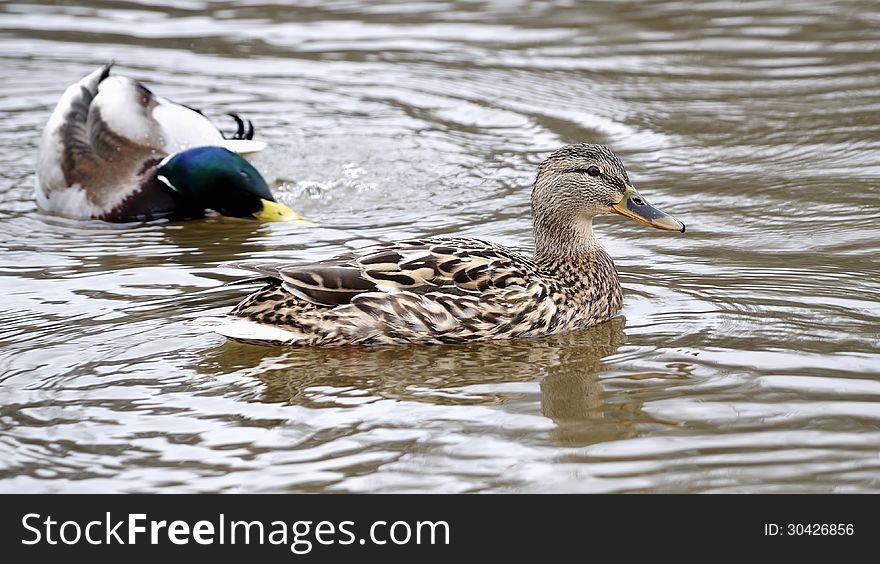 Mallard Ducks pair in Neris river. Cloudy spring day