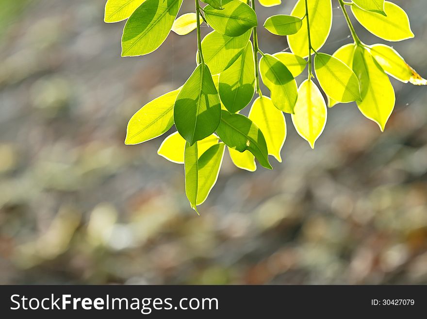 Sunlight on fresh spring green leaves over blurred bright background